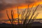 Arizona-Santa Cruz County Santa Rita Mountains and ocotillo cactus at sunset Art Print